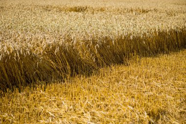 Buğday tarlası. Altın buğday kulakları yakında. Güzel Doğa Günbatımı Manzarası. Parlayan Güneş Işığı Altında Kırsal Manzara. Olgunlaşan çayırlık buğday tarlalarının arka planı. Zengin hasat kavramı
