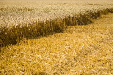 Buğday tarlası. Altın buğday kulakları yakında. Güzel Doğa Günbatımı Manzarası. Parlayan Güneş Işığı Altında Kırsal Manzara. Olgunlaşan çayırlık buğday tarlalarının arka planı. Zengin hasat kavramı