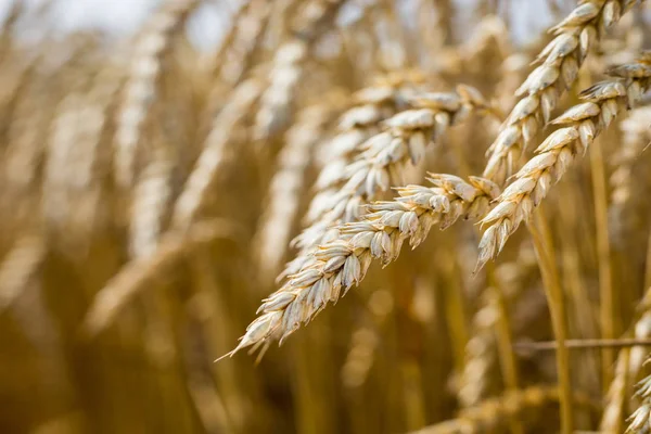 Пшеничное поле. Уши золотой пшеницы закрываются. Природный ландшафт заката. Сельские пейзажи под сияющим солнцем. Фон спелых колосьев лугового пшеничного поля. Концепция богатого урожая — стоковое фото