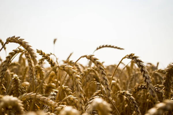 Пшеничное поле. Уши золотой пшеницы закрываются. Природный ландшафт заката. Сельские пейзажи под сияющим солнцем. Фон спелых колосьев лугового пшеничного поля. Концепция богатого урожая — стоковое фото