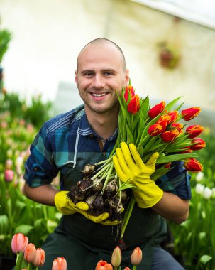 Kavramı bir buket çiçek, nerede laleler, Lale laleler, ampuller, ilkbahar, dolu tutarak gülen bahçıvan yetiştirmek bir sera ayakta tutan adam bahçıvan Çiçekçi Çiçek