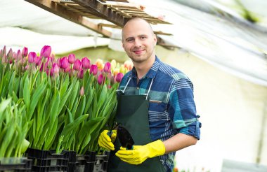 Bir sera çiçeklerle çalışan çiçekçi adam. Bahar, çok lale, çiçek kavramı, çiçekler, güzel renkli Lale çok sanayi tarımı