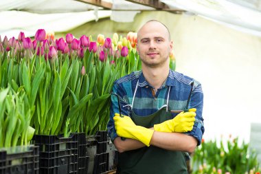 Bir sera çiçeklerle çalışan çiçekçi adam. Bahar, çok lale, çiçek kavramı, çiçekler, güzel renkli Lale çok sanayi tarımı