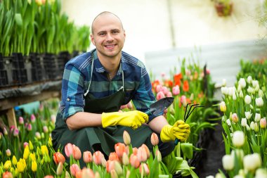 Bir sera çiçeklerle çalışan çiçekçi adam. Bahar, çok lale, çiçek kavramı, çiçekler, güzel renkli Lale çok sanayi tarımı