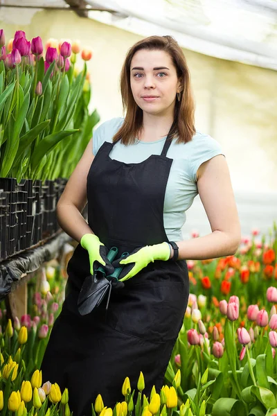Giardiniere donna con attrezzi da giardino nella serra, fioristi donna che lavora con i fiori in una serra. Primavera, tanti tulipani, concetto di fiori, Coltivazione industriale di fiori — Foto Stock