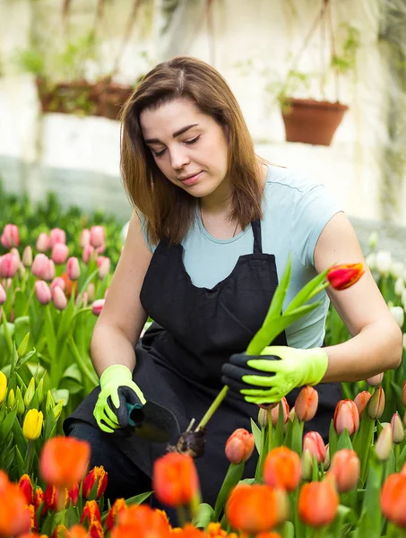 Mulher jardineiro florista segurando um buquê de flores, de pé em uma estufa, onde as tulipas cultivar, Smiling jardineiro segurando tulipas com bulbos, Primavera, muitas tulipas, conceito de flores — Fotografia de Stock