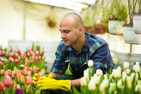 Floristas homem trabalhando com flores em uma estufa. Primavera, muitas tulipas, conceito de flores, cultivo industrial de flores, um monte de belas tulipas coloridas — Fotografia de Stock