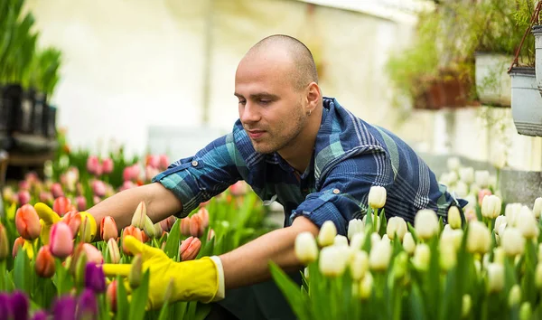 Florists man working with flowers in a greenhouse. Springtime, lots of tulips,flowers concept,Industrial cultivation of flowers,a lot of beautiful colored tulips