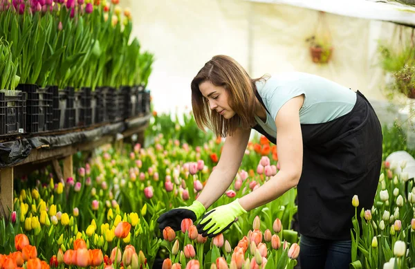 Jardineiro mulher com ferramentas de jardim na estufa, floristas mulher trabalhando com flores em uma estufa. Primavera, muitas tulipas, conceito de flores, cultivo industrial de flores — Fotografia de Stock