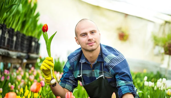 Fiorista giardiniere uomo che tiene un mazzo di fiori, in piedi in una serra, dove i tulipani coltivano, giardiniere sorridente che tiene tulipani con bulbi, Primavera, un sacco di tulipani, concetto di fiori — Foto Stock