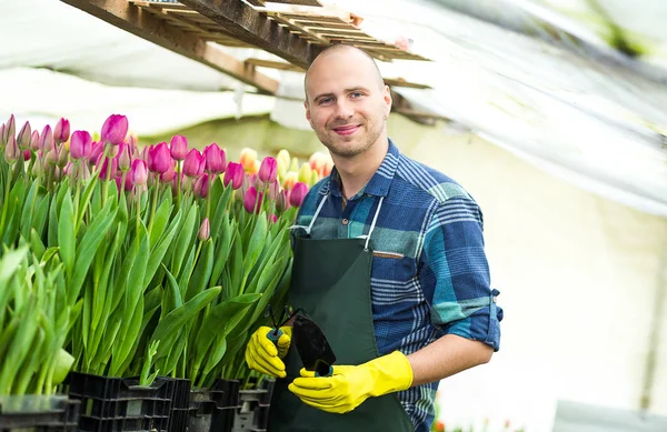 Floristas homem trabalhando com flores em uma estufa. Primavera, muitas tulipas, conceito de flores, cultivo industrial de flores, um monte de belas tulipas coloridas — Fotografia de Stock