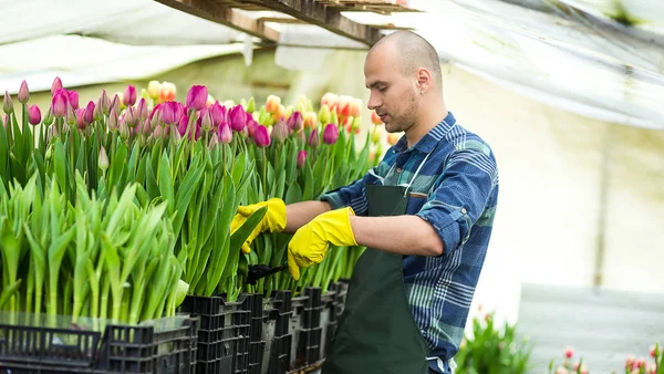 Floristas homem trabalhando com flores em uma estufa. Primavera, muitas tulipas, conceito de flores, cultivo industrial de flores, um monte de belas tulipas coloridas — Fotografia de Stock