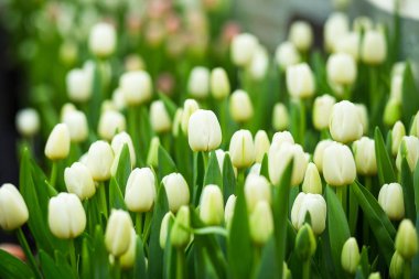 güzel renkli Lale alan, bahçede, sera, kırmızı, sarı, mor, turuncu, pembe tulups, Bahar, Lale, bir sürü büyüyen bir sürü kavram çiçekler