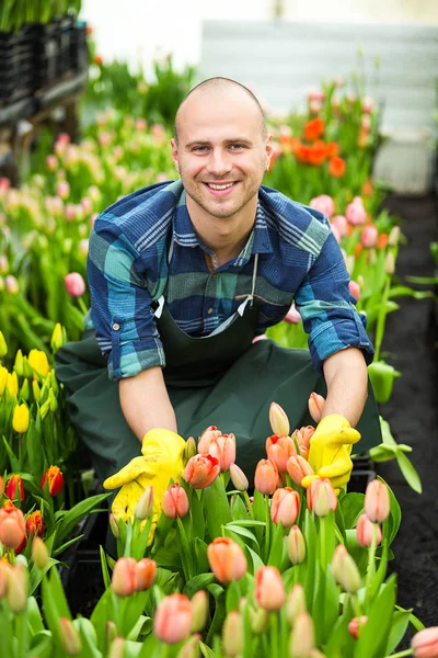 Fioristi uomo che lavora con i fiori in una serra. Primavera, tanti tulipani, concetto di fiori, coltivazione industriale di fiori, tanti bei tulipani colorati — Foto Stock