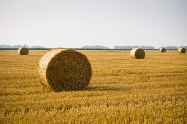 Haystacks sahada rulo. Güzel gün batımı arka plan üzerinde haystack ile yaz çiftlik sahne. Tarım Concept.Harvest kavramı