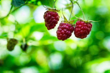 Olgun ahududu bir şube, yakın-up olgun ahududu meyve bahçesinde asılı. Ahududu. Büyüyen organik çilek portre