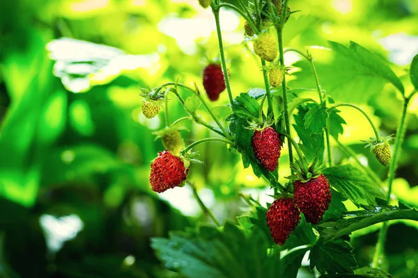 成熟的红草莓挂在一个分支，在果树园里的熟草莓关门。草莓。种植有机草莓特写 — 图库照片