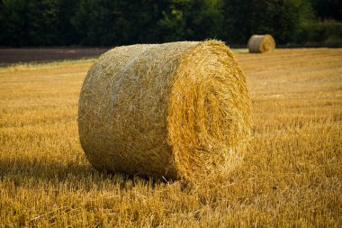 Haystacks sahada rulo. Güzel gün batımı arka plan üzerinde haystack ile yaz çiftlik sahne. Tarım Concept.Harvest kavramı