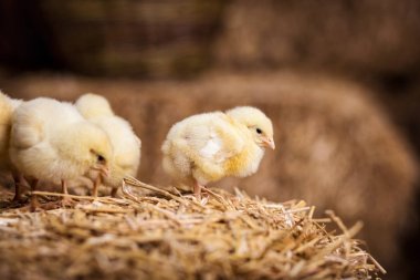 Samanlık, küçük sarı tavuk, biraz uykulu yeni doğan sarı tavuk Nest, üzerinde sarı tavuk yenidoğan saman tavuklarda iç içe 