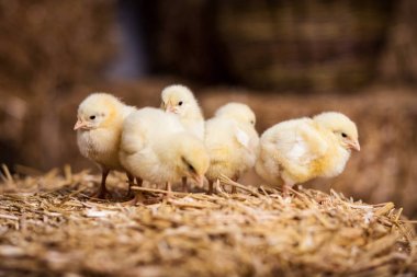Samanlık, küçük sarı tavuk, biraz uykulu yeni doğan sarı tavuk Nest, üzerinde sarı tavuk yenidoğan saman tavuklarda iç içe 