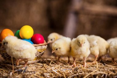 Samanlık, küçük sarı tavuk, biraz uykulu yeni doğan sarı tavuk Nest, üzerinde sarı tavuk yenidoğan saman tavuklarda yumurta, tavuk Paskalya yumurtaları ile iç içe 