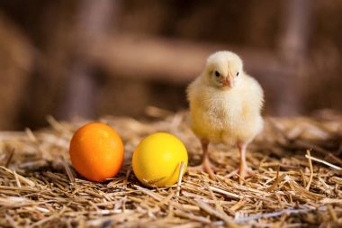 Samanlık, küçük sarı tavuk, biraz uykulu yeni doğan sarı tavuk Nest, üzerinde sarı tavuk yenidoğan saman tavuklarda yumurta, tavuk Paskalya yumurtaları ile iç içe 