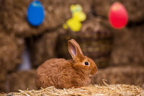 Funny little rabbit among Easter eggs in velour grass,rabbits with Easter eggs,close-up pair of easter bunny,Cute rabbit small bunny domestic pet with long ears and fluffy fur coat sitting in natural hay — Stock Photo, Image