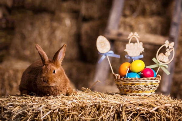 Funny little rabbit among Easter eggs in velour grass,rabbits with Easter eggs,close-up pair of easter bunny,Cute rabbit small bunny domestic pet with long ears and fluffy fur coat sitting in natural hay — Stock Photo, Image