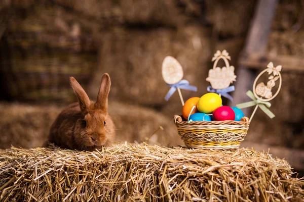 Funny little rabbit among Easter eggs in velour grass,rabbits with Easter eggs,close-up pair of easter bunny,Cute rabbit small bunny domestic pet with long ears and fluffy fur coat sitting in natural hay — Stock Photo, Image