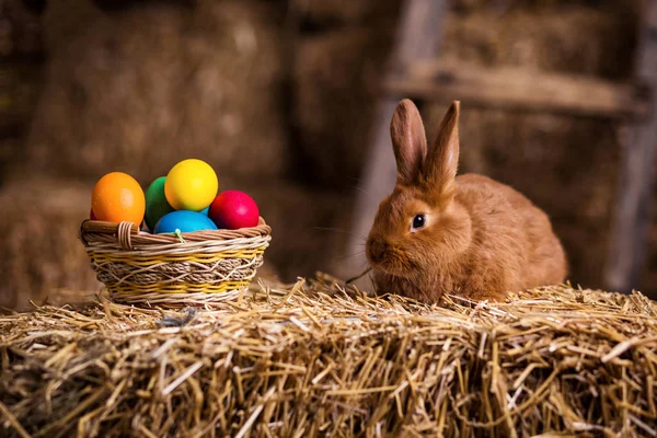 Funny little rabbit among Easter eggs in velour grass,rabbits with Easter eggs,close-up pair of easter bunny,Cute rabbit small bunny domestic pet with long ears and fluffy fur coat sitting in natural hay — Stock Photo, Image