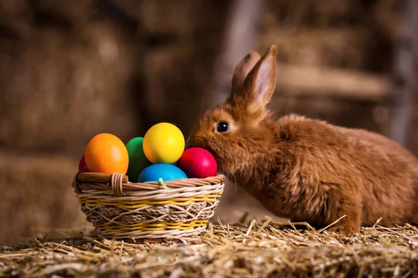 Funny little rabbit among Easter eggs in velour grass,rabbits with Easter eggs,close-up pair of easter bunny,Cute rabbit small bunny domestic pet with long ears and fluffy fur coat sitting in natural hay — Stock Photo, Image