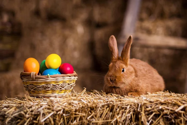 Funny little rabbit among Easter eggs in velour grass,rabbits with Easter eggs,close-up pair of easter bunny,Cute rabbit small bunny domestic pet with long ears and fluffy fur coat sitting in natural hay — Stock Photo, Image