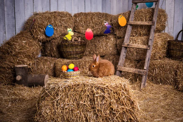 Funny little rabbit among Easter eggs in velour grass,rabbits with Easter eggs,close-up pair of easter bunny,Cute rabbit small bunny domestic pet with long ears and fluffy fur coat sitting in natural hay — Stock Photo, Image