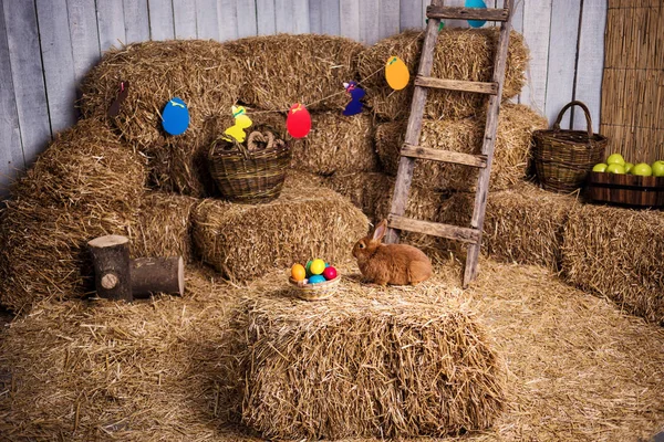 Funny little rabbit among Easter eggs in velour grass,rabbits with Easter eggs,close-up pair of easter bunny,Cute rabbit small bunny domestic pet with long ears and fluffy fur coat sitting in natural hay — Stock Photo, Image