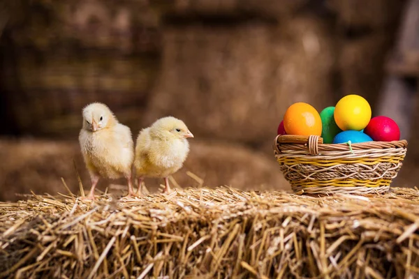 Samanlık, küçük sarı tavuk, biraz uykulu yeni doğan sarı tavuk Nest, üzerinde sarı tavuk yenidoğan saman tavuklarda yumurta, tavuk Paskalya yumurtaları ile iç içe — Stok fotoğraf