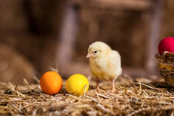 Yellow chickens on a haystack,Little Yellow Chickens,Little sleepy newborn yellow chickens in nest,newborn chickens in hay nest with egg,chicken with Easter eggs
