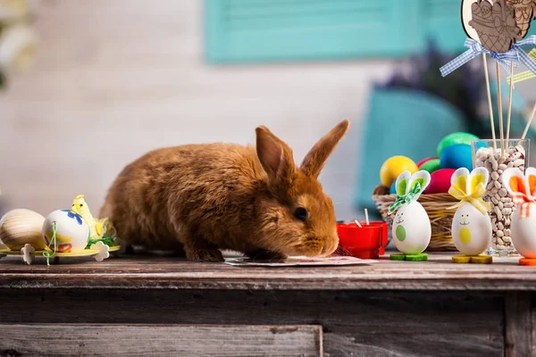 Beautiful red-haired rabbit sitting on a wooden board on a blue background,Little rabbit on wooden table.rabbits with Easter eggs,Funny little rabbit among Easter eggs — Stock Photo, Image