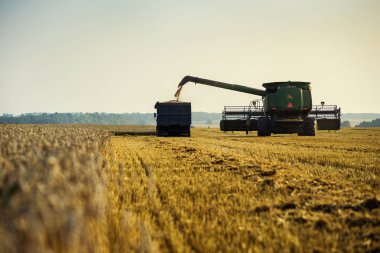 Vinnitsa, Ukrayna-Temmuz 27,2016.Grain hasat, tahıl, bir gün batımı buğday hasat boşaltma sonsuz alanlar'ın altında mavi gökyüzü, yaz peyzaj araya. Tarım, iş, doğa ve kavram