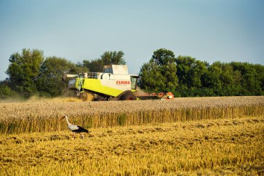 Vinnitsa, Ukrayna-Temmuz 27,2016.Stork hasat sırasında sahada. Tahıl hasat, araya yaz peyzaj sonsuz. Tarım, iş, doğa ve kavram