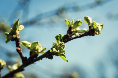 İlk bahar yumuşak yaprakları, tomurcukları ve makro arka plan şubeleri, Genç dalları ile yaprakları ve tomurcukları, ağaç dalı üzerinde ilk filiz. Doğa bahar uyanış. Yatay görünüm.