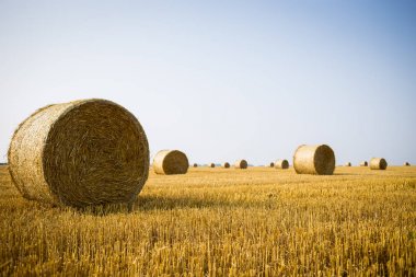 Haystacks sahada rulo. Güzel gün batımı arka plan üzerinde haystack ile yaz çiftlik sahne. Tarım Concept.Harvest kavramı