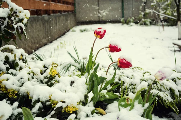 Flowers in the snow,Red tulips in looking through the snow,lowers of red tulips in the snow in spring,Snow and flowers