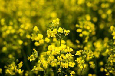 Tecavüz çayır altında mavi gökyüzü, bulutlu gökyüzü, sarı yağlı tohum tecavüz alan, kolza tohumu - brassica napus-bitki yeşil enerji ve petrol endüstrisi için altın alan altın tecavüz alan