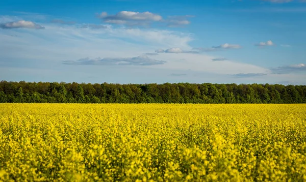 Pradera de colza bajo cielo azul, Campo de colza dorada con cielo nublado, Campo de colza oleaginosa amarilla, Campo dorado de floración de colza-brassica napus-planta para la industria de la energía verde y el petróleo — Foto de Stock