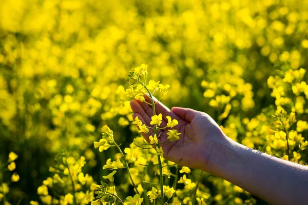 Female hands touching rape flowers.touch with nature,female hand touching yellow flowers,Woman agronomist walking the field of oilseed rape,concept of responsible growth and crop protection. — Stock Photo, Image