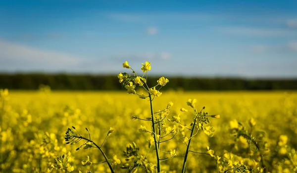 青空、曇り空、黄色の油糧種子の菜の花畑、菜種 brassica 属ワックスレス-草花の緑エネルギーおよび石油産業のゴールデン フィールド金色の菜の花畑の下でレイプ草原 — ストック写真