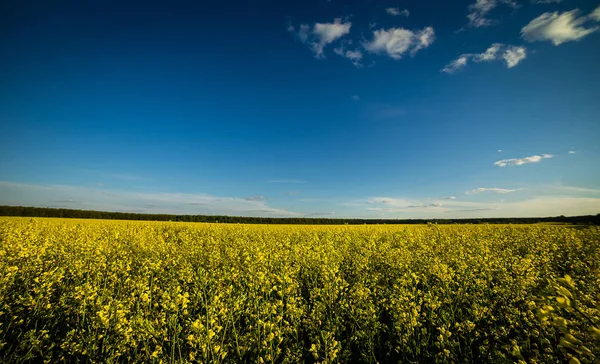 Pradera de colza bajo cielo azul, Campo de colza dorada con cielo nublado, Campo de colza oleaginosa amarilla, Campo dorado de floración de colza-brassica napus-planta para la industria de la energía verde y el petróleo — Foto de Stock