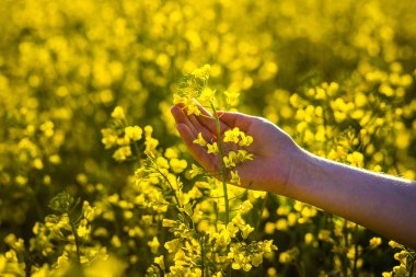 Doğa, sarı çiçekler, yağlı tohum tecavüz, sorumlu büyüme ve bitki koruma kavramı alan yürüyen kadın Ziraat Mühendisi dokunmadan el ile tecavüz flowers.touch dokunmadan eller.