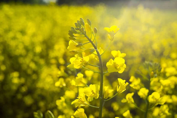 Repce field, virágzás repce virágot közelről. Nemi erőszak a pályán, nyáron. Világos sárga repcemag-olaj. Virágzás repce, Repce field, naplemente, sárga olajos repce virág (differenciál focus) — Stock Fotó