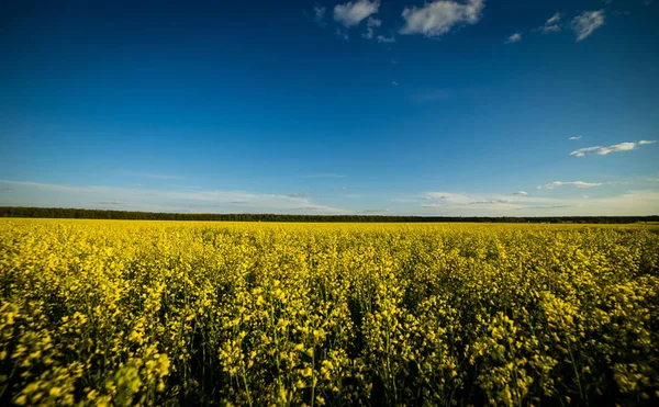 Rape meadow under blue sky,Golden rape field with cloudy sky,Yellow oilseed rape field,golden field of flowering rapeseed -brassica napus-plant for green energy and oil industry — Stock Photo, Image